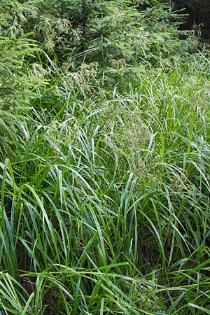 Scirpus sylvaticus \ Wald-Simse, Wald-Binse / Wood Club-Rush, D Schwarzwald/Black-Forest, Kaltenbronn 7.7.2012