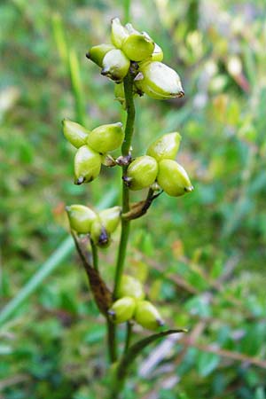 Scheuchzeria palustris / Rannoch Rush, Marsh Scheuchzeria, D Leutkirch 10.7.2015