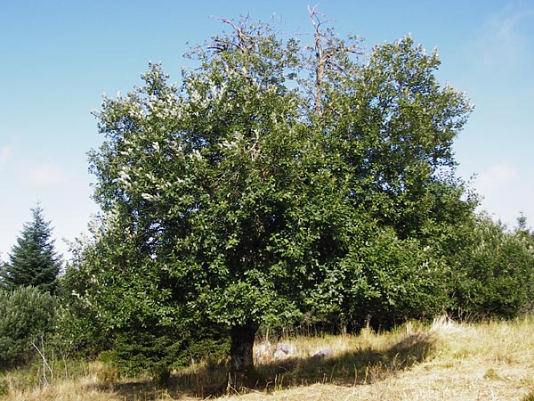 Salix caprea \ Sal-Weide / Goat Willow, D Schwarzwald/Black-Forest, Hornisgrinde 5.8.2015