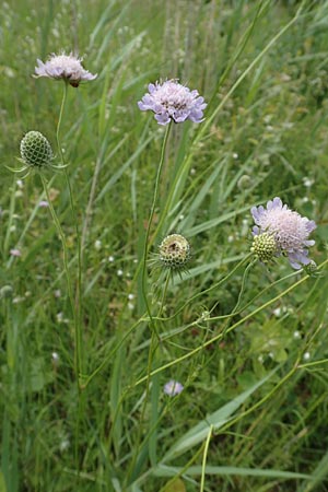 Scabiosa columbaria \ Tauben-Skabiose / Small Scabious, D Grettstadt 18.7.2015