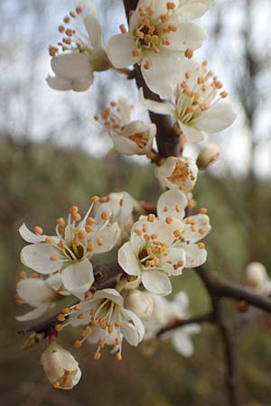 Prunus spinosa \ Schlehe, Schwarzdorn / Sloe, Blackthorn, D Neuleiningen 12.3.2016