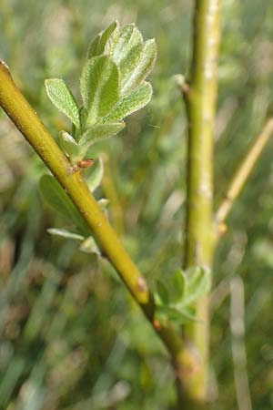 Salix caprea \ Sal-Weide / Goat Willow, D Leutkirch 7.5.2016