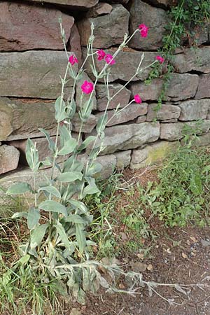 Silene coronaria \ Kronen-Lichtnelke, Kranz-Lichtnelke / Rose Campion, D Ettlingen 26.6.2016