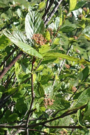 Sorbus aria x chamaemespilus \ Bastard-Zwerg-Mehlbeere, Filzige Zwerg-Mehlbeere / Bastard Dwarf Whitebeam, D Schwarzwald/Black-Forest, Feldberg 10.7.2016