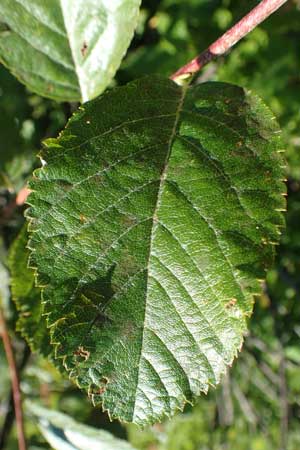 Sorbus aria x chamaemespilus \ Bastard-Zwerg-Mehlbeere, Filzige Zwerg-Mehlbeere, D Schwarzwald, Feldberg 10.7.2016