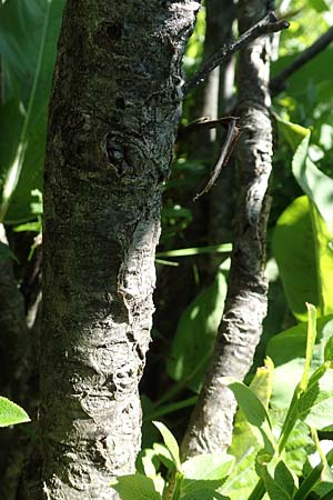 Sorbus aria x chamaemespilus \ Bastard-Zwerg-Mehlbeere, Filzige Zwerg-Mehlbeere / Bastard Dwarf Whitebeam, D Schwarzwald/Black-Forest, Feldberg 10.7.2016