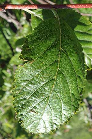 Sorbus aria x chamaemespilus \ Bastard-Zwerg-Mehlbeere, Filzige Zwerg-Mehlbeere / Bastard Dwarf Whitebeam, D Schwarzwald/Black-Forest, Feldberg 10.7.2016