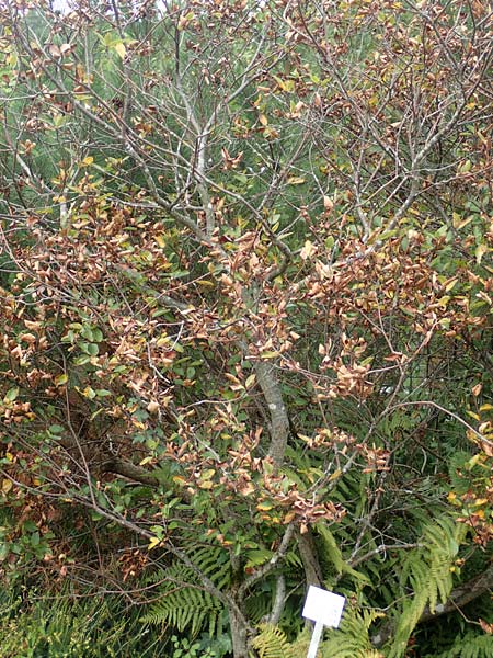 Sorbus aria x chamaemespilus \ Bastard-Zwerg-Mehlbeere, Filzige Zwerg-Mehlbeere, D Botan. Gar.  Universit.  Tübingen 3.9.2016