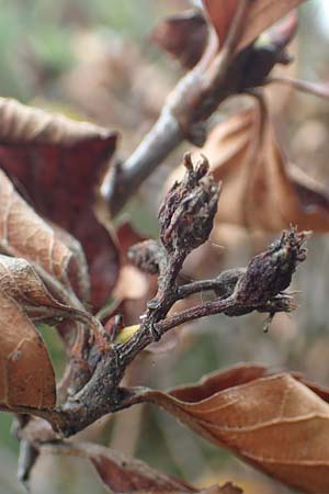 Sorbus aria x chamaemespilus \ Bastard-Zwerg-Mehlbeere, Filzige Zwerg-Mehlbeere / Bastard Dwarf Whitebeam, D Botan. Gar.  Universit.  Tübingen 3.9.2016