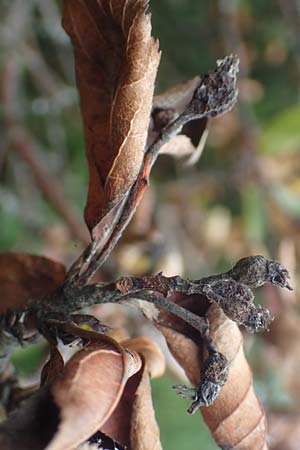 Sorbus aria x chamaemespilus \ Bastard-Zwerg-Mehlbeere, Filzige Zwerg-Mehlbeere, D Botan. Gar.  Universit.  Tübingen 3.9.2016