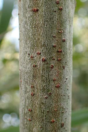 Salix cinerea \ Grau-Weide, Asch-Weide / Grey Willow, D Bürstadt 5.10.2016