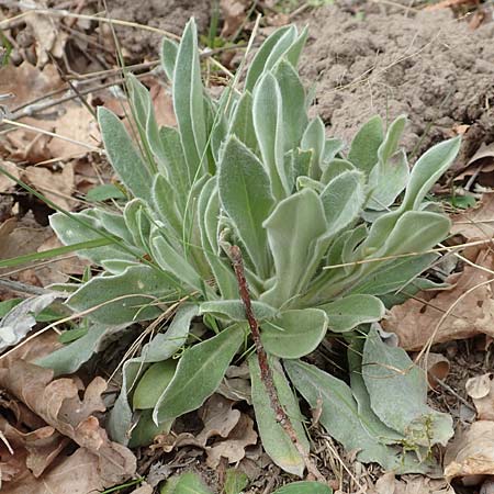 Silene coronaria / Rose Campion, D Kleinwallstadt am Main 8.4.2017