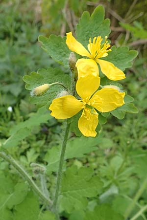 Chelidonium majus \ Groes Schllkraut, D Dormagen-Delhoven 23.4.2017