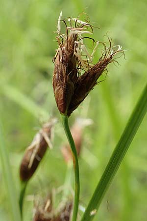 Bolboschoenus laticarpus \ Breitfrchtige Strandsimse / Broadseed Club-Rush, D Groß-Gerau 15.7.2017