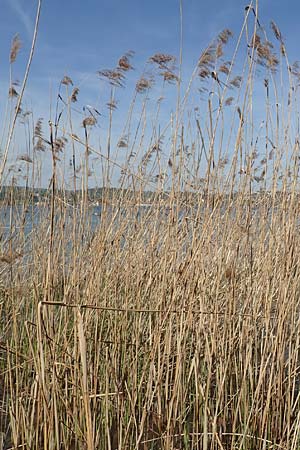 Phragmites australis / Common Reed, D Konstanz 24.4.2018