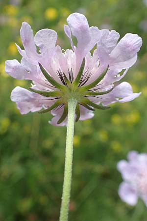 Scabiosa columbaria \ Tauben-Skabiose / Small Scabious, D Kaiserstuhl,  Badberg 25.6.2018