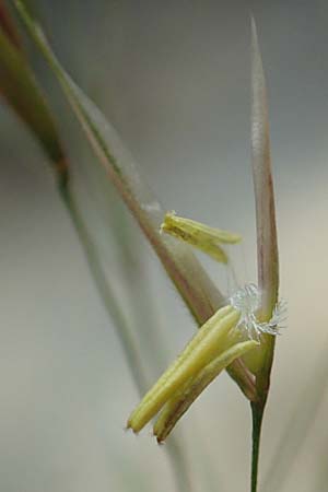 Stipa calamagrostis \ Silber-Raugras, Silber-hrengras / Rough Feather-Grass, Silver Spike Grass, D Beuron 26.6.2018