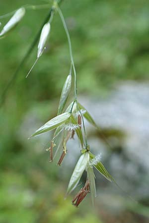 Arrhenatherum elatius \ Gewhnlicher Glatthafer / Bulbous Oat Grass, Tall Oat Grass, D Beuron 27.6.2018