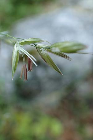 Arrhenatherum elatius / Bulbous Oat Grass, Tall Oat Grass, D Beuron 27.6.2018