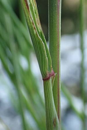 Stipa calamagrostis \ Silber-Raugras, Silber-hrengras / Rough Feather-Grass, Silver Spike Grass, D Beuron 27.6.2018