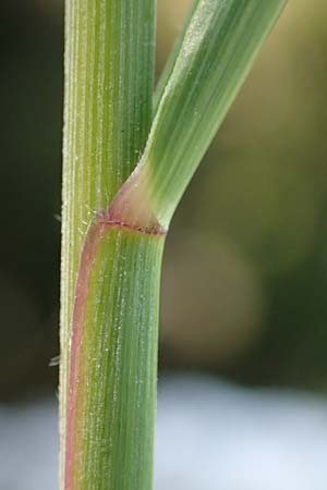 Stipa calamagrostis \ Silber-Raugras, Silber-Ährengras / Rough Feather-Grass, Silver Spike Grass, D Beuron 27.6.2018
