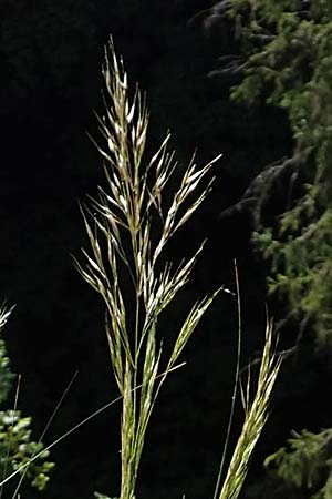 Stipa calamagrostis \ Silber-Raugras, Silber-hrengras, D Beuron 27.6.2018