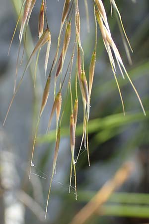 Stipa calamagrostis \ Silber-Raugras, Silber-hrengras, D Beuron 27.6.2018