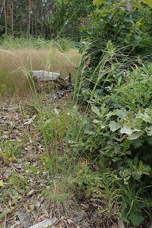 Stipa capillata \ Haar-Pfriemengras / Feather-Grass, Needle Grass, D Schwetzingen 28.6.2018