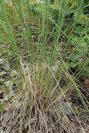 Stipa capillata \ Haar-Pfriemengras / Feather-Grass, Needle Grass, D Schwetzingen 28.6.2018