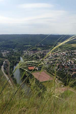 Stipa capillata \ Haar-Pfriemengras / Feather-Grass, Needle Grass, D Rotenfels 29.6.2018