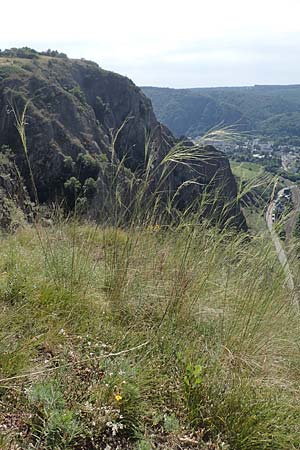 Stipa capillata \ Haar-Pfriemengras, D Rotenfels 29.6.2018