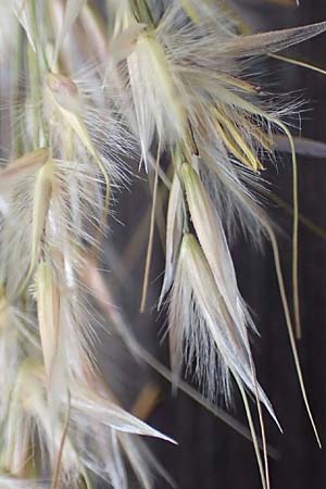 Stipa calamagrostis \ Silber-Raugras, Silber-hrengras, D Beuron 27.6.2018