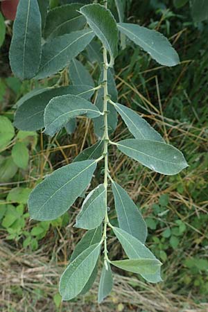 Salix cinerea \ Grau-Weide, Asch-Weide, D Neulußheim 7.7.2018