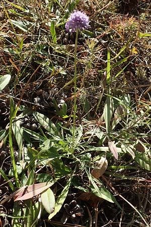 Scabiosa canescens \ Graue Skabiose, Duft-Skabiose / Fragrant Scabious, D MZ 10.10.2018