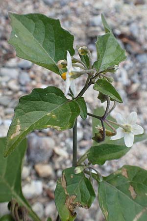 Solanum chenopodioides ? / Whitetip Nightshade, Goosefoot Nightshade, D Mannheim 11.10.2018