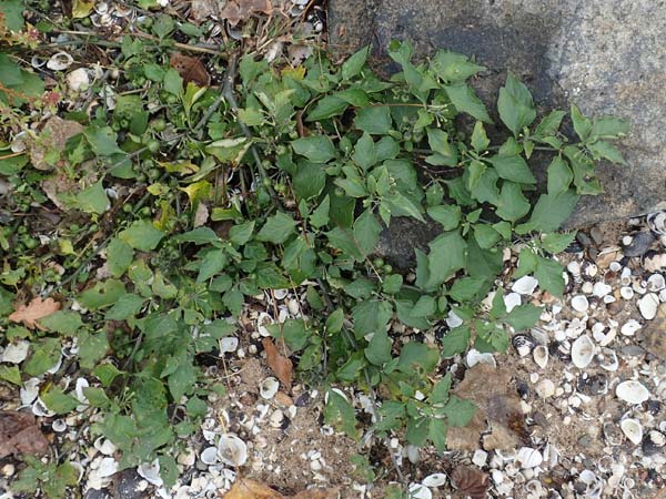 Solanum chenopodioides / Whitetip Nightshade, Goosefoot Nightshade, D Köln-Langel 22.10.2018