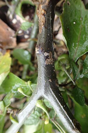 Solanum chenopodioides \ Gnsefublttriger Nachtschatten, Zierlicher Nachtschatten / Whitetip Nightshade, Goosefoot Nightshade, D Köln-Langel 22.10.2018