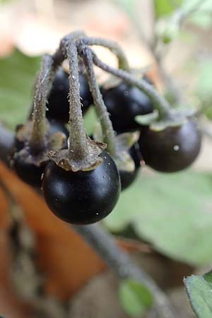 Solanum chenopodioides \ Gnsefublttriger Nachtschatten, Zierlicher Nachtschatten / Whitetip Nightshade, Goosefoot Nightshade, D Köln-Langel 22.10.2018