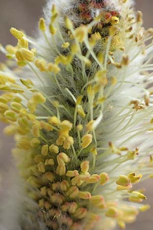 Salix caprea \ Sal-Weide / Goat Willow, D Pfalz, Speyer 6.3.2019