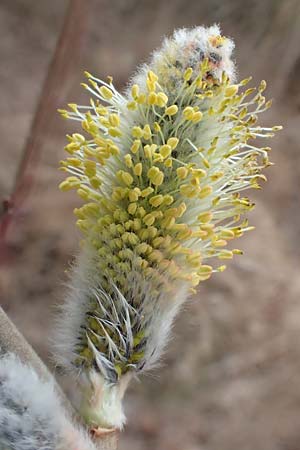 Salix caprea \ Sal-Weide / Goat Willow, D Pfalz, Speyer 6.3.2019