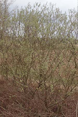 Salix caprea \ Sal-Weide / Goat Willow, D Römerberg 13.3.2019