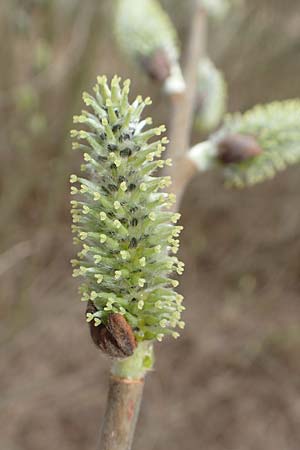 Salix caprea \ Sal-Weide / Goat Willow, D Römerberg 13.3.2019