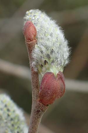 Salix cinerea \ Grau-Weide, Asch-Weide / Grey Willow, D Weinheim an der Bergstraße 16.3.2019