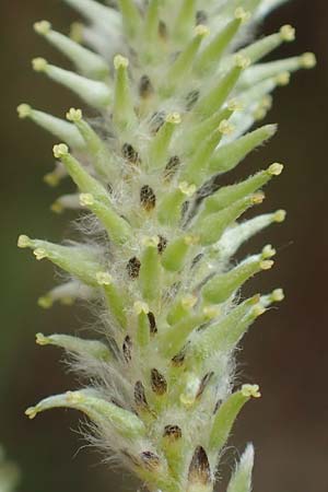 Salix cinerea \ Grau-Weide, Asch-Weide, D Weinheim an der Bergstraße 16.3.2019