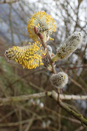 Salix cinerea \ Grau-Weide, Asch-Weide, D Weinheim an der Bergstraße 16.3.2019