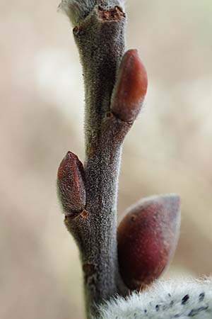 Salix cinerea \ Grau-Weide, Asch-Weide, D Weinheim an der Bergstraße 16.3.2019