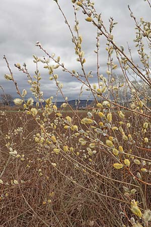 Salix cinerea \ Grau-Weide, Asch-Weide, D Weinheim an der Bergstraße 16.3.2019