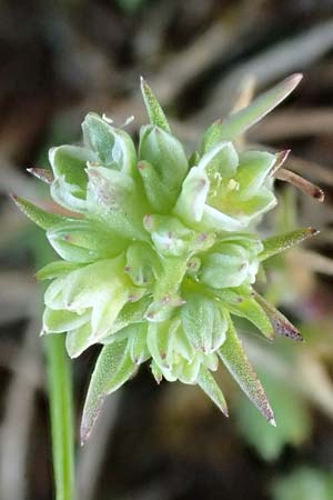 Scleranthus polycarpos \ Triften-Knuelkraut, D Hockenheim 16.4.2019