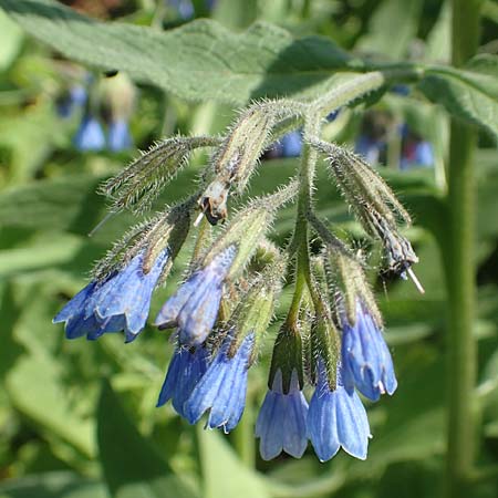 Symphytum caucasicum \ Kaukasus-Beinwell / Caucasian Comfrey, Blue Comfrey, D Frankfurt Palmengarten 21.4.2019