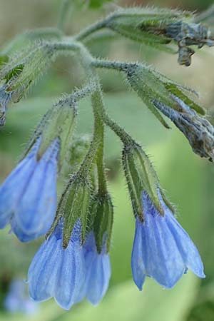 Symphytum caucasicum \ Kaukasus-Beinwell / Caucasian Comfrey, Blue Comfrey, D Frankfurt Palmengarten 21.4.2019